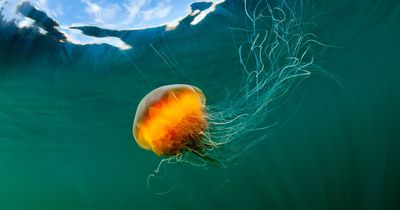 Scotland jellyfish alert as beachgoers warned of increasing stingers this summer