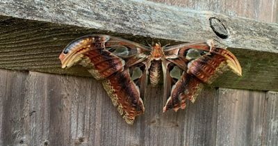 'World's largest moth' found in garden in rare UK sighting