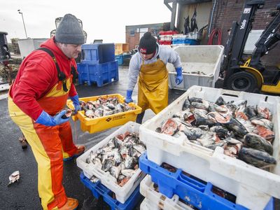 British meat and fish exports to EU slump by half since Brexit