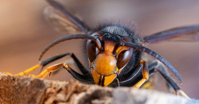 Warning over killer Asian hornet invasion in UK after 'explosion' of population