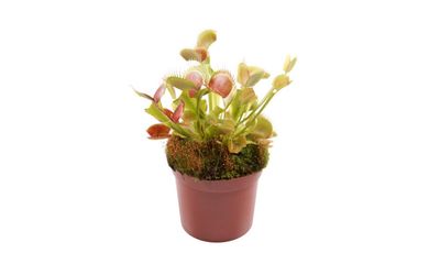 Houseplant of the week: Venus flytrap