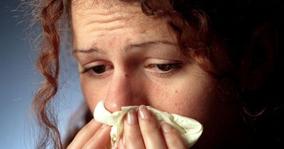 Sneezy Brits still believe hay fever rumours including that it can be 'cured' with honey