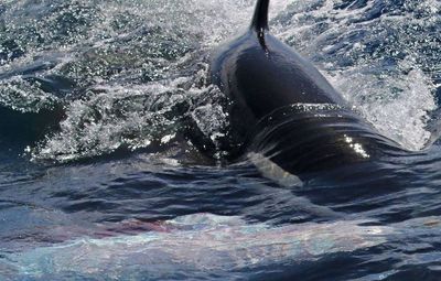 Spain’s orcas launch another mass attack, this time on a Dutch racing yacht