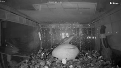 Delight as camera catches Komodo dragons hatching at Chester Zoo