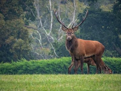 Night-vision rifle scopes to be used in deer culls after Scottish rule change