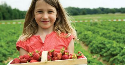 Four you can pick-your-own strawberries around Leeds