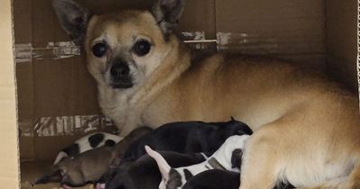 Litter of chihuahua pups and their mum found dumped beside a bin in Northern Ireland