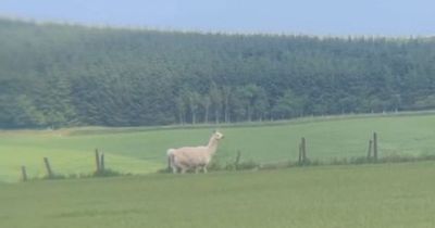 Escaped llama in Scots field dodges rescuers for two days as appeal launched to find owner