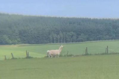 Llama on the lam in Scotland proving 'very difficult to catch', SSPCA says