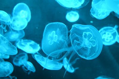 Thousands of jellyfish spotted off coast of Dorset by fisherman