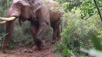 Forest Department issues order to tranquillise, treat injured wild elephant Baahubali