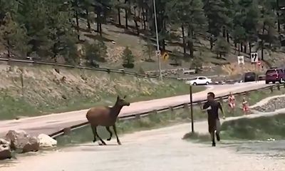 Watch: Elk charges jogger, turning his run into a sprint