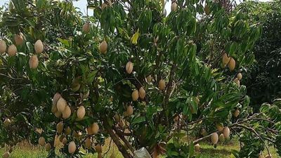 Chittoor’s mango farmers at the receiving end this year too