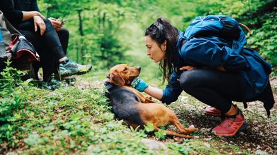 What to pack in your doggy first aid kit for hiking