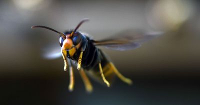 Record-breaking swarm of dangerous Asian hornets invading UK and putting bees in danger