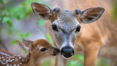 Don't "kidnap" fawns, Colorado officials warn well-meaning hikers