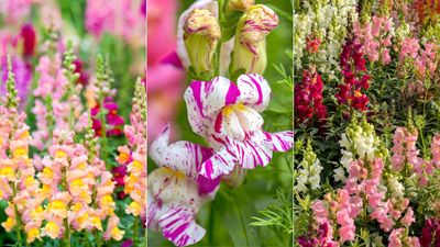 How to prune snapdragons? Experts provide their top tips