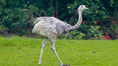 Wild South American Ostriches Terrorize Small English Town