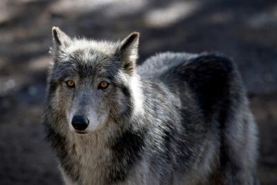 Like dogs, wolves recognise familiar human voices