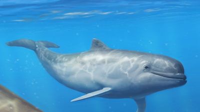 Ferocious Prehistoric Whale With Razor-sharp Teeth Discovered In North Pacific