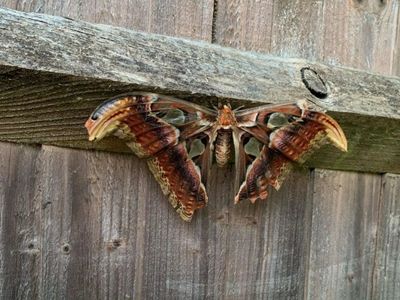 Rare Giant Moth Spotted In UK Garden By Grandmother