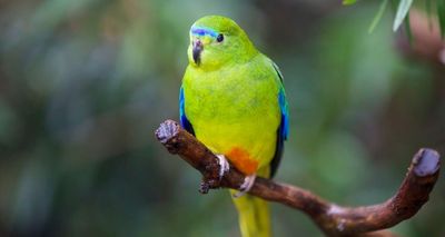 Polly wants a tracker! Tiny radios helping to revive endangered orange-belly parrot population