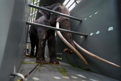 Neglected Thai elephant prepares for jumbo flight home