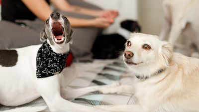 Stop repetitive barking and build a stronger relationship with your dog using this trainer’s simple piece of advice