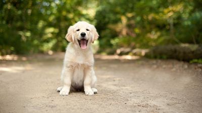 These three trainer-approved tips will help your puppy feel calm and comfortable in their new home
