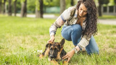 What is desensitization for dogs?