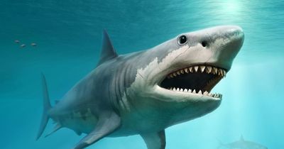Bizarre conspiracy theory 60-foot prehistoric megalodon shark is still alive