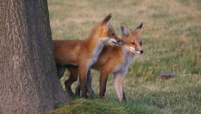 Chicago outdoors: Muskie caught to “Thriller,” fox kits, old loons, hunter safety