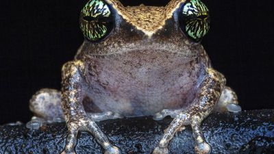 Look out for the frogs this monsoon