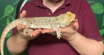 The epic attraction that lets you handle snakes, tortoises, and tarantulas not far from Glasgow