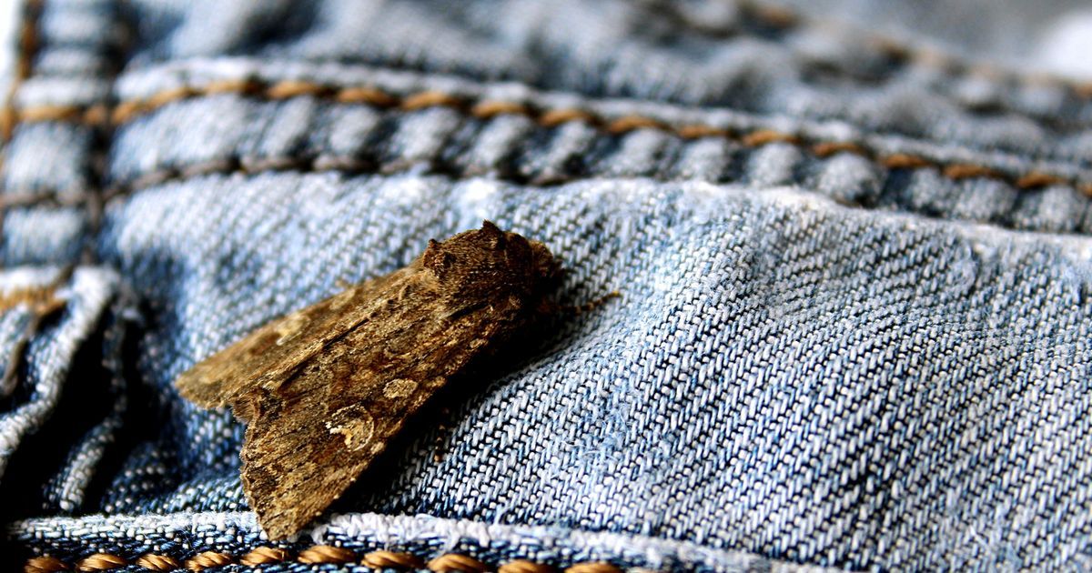 Why we are seeing more moths in houses and how to get…