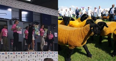 Royal Highland show stormed by animal rights who glued themselves to gates