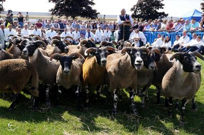 Animal activists disrupt Royal Highland Show during sheep shearing competition