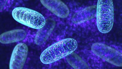 How prokaryotes led to eukaryotes