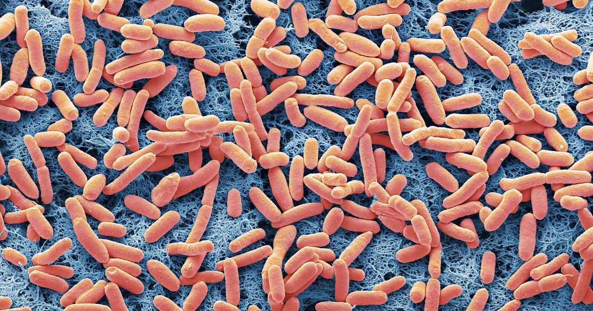 What are the signs and symptoms of E.coli and when to…