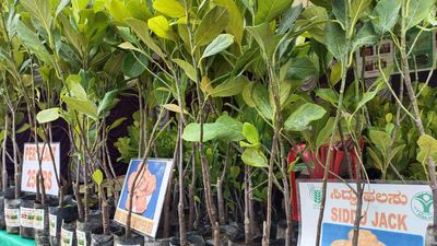 Two-day jackfruit festival begins in Mysuru