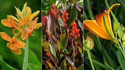 How to prune canna lilies – to keep them looking healthy all season long