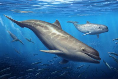 Ancient dolphin cousins with weird teeth