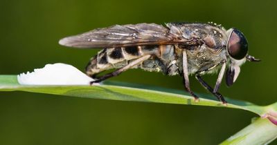 'Dracula' horseflies plague on its way - and they can bite through clothes