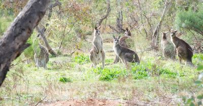 Residents fear Canberra kangaroo cull 'massacre' doesn't add up