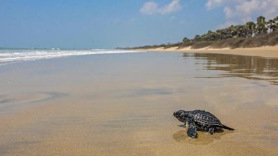 1.83 lakh Olive Ridley hatchlings released into sea along T.N. coast this year