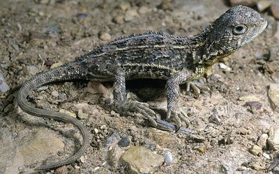 Location of ‘extinct’ lizard Vic colony kept under wraps as revival program begins