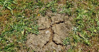 Easy way to keep garden hydrated in summer without using a hose