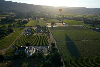 AP PHOTOS: Napa Valley wine grapes thrive after record rainfall, but cool weather may delay harvest