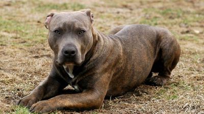 Queensland moves to ban five ‘dangerous dog’ breeds and crack down on their owners