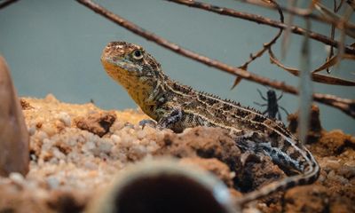 Australian earless dragon last seen in 1969 rediscovered in secret location